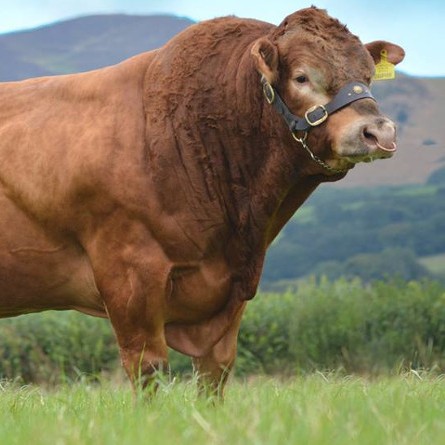 Icono animales mayores